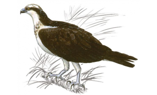 Кәлмәргән (Pandion haliaetus)