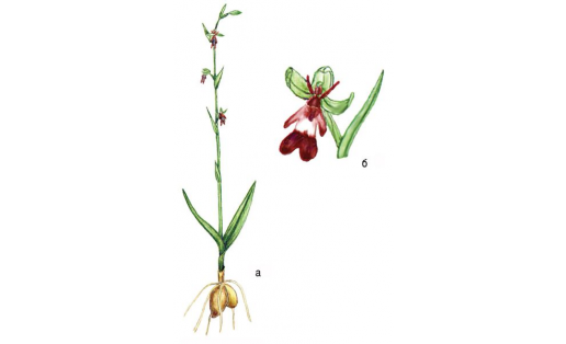 Бөжәкле офрис (Ophrys incectifera): а — үҫемлеге; б — сәскәһе
