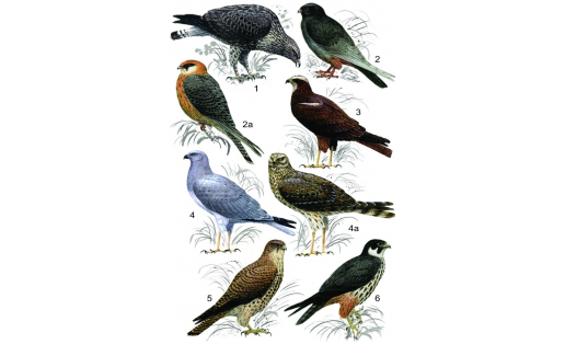 Соколообразные: 1 — канюк мохноногий (Buteo lagopus); 2 — кобчик (Falco vespertinus), самец, 2а — то же, самка; 3 — лунь болотный (Circus aeruginosus), самка; 4 — лунь полевой (Circus cyaneus), самец, 4а — то же, самка; 5 — пустельга обыкновенная (Falco tinnunculus), самка; 6 — чеглок (Falco subbuteo) Falconiformes Familty: 1 – Buzzard (Boteo lagopus); 2 – red-footed falcon (Falco vespertinus), male, 2a – the same, female; 3 – marsh harrier (Circus aeruginosus), female; 4 – hen harrier (Circus cyaneus), male, 4a – the same, female; 5 – common kestrel (Falco tinnunculus), female; 6 – Eurasian hobby (Falco subbuteo)