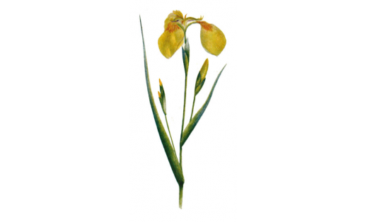 Касатик жёлтый (Iris pseudacorus)
