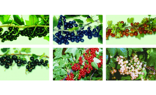 Смородина (Ribes). Сорта смородины чёрной (Ribes nigrum): 1 — Валовая, 2 — Караидель; смородины золотистой (Ribes aureum): 3 — Ляйсан, 4 — Шафак; смородины красной (Ribes rubrum): 5 — Натали,  Currants (Ribes), 6 — Смольяниновская. Varieties of black currant (Ribes nigrum): 1 – gross, 2 – karaidel; golden currants (Ribes aureum): 3 – laysan, 4 – shafak; red currants (Ribes rubrum): 5 – Natalie’s currant, 6 - Smolyaninovskaya.