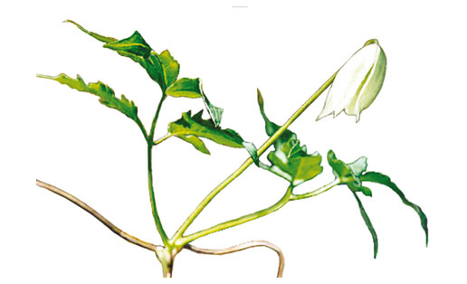 Себер үрмәғыуағы (Atragene sibirica)