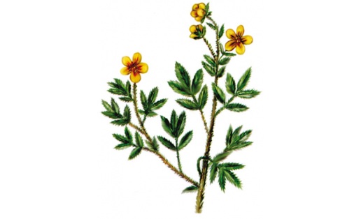 Курильский чай кустарниковый (Pentaphylloides fruticosa)