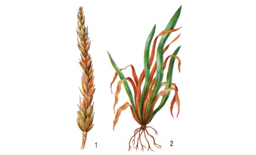 Фузариумы:  1 — фузариум злаковый (Fusarium graminea­rum) на колосьях пшеницы;  2 — фузариум неж­ный (Fusarium nevale) на всходах озимой ржи