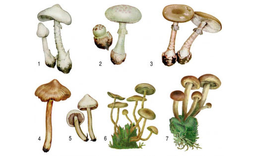 Ядовитые грибы: 1 — мухомор вонючий (Amanita virosa); 2 — мухомор поганковидный (Amanita citrina); 3 — мухомор порфировый (Amanita porphyria); 4 — волоконница Патуйяра (Inocybe patouillardii); 5 — волоконница земляная (Inocybe geophylla); 6 — ложноопёнок серно‑жёлтый (Hypholoma fasciculare); 7 – ложноопёнок кирпично-красный (Hypholoma sublateritium) Poisonous mushrooms: 1 – destroying angel (Amanita virosa); 2 – false death cap (Amanita citrina); 3 – porphyry amanita (Amanita porphyria); 4 – deadly fibrecap (Inocybe patouillardii); 5 – white fibercap (Inocybe geophylla); 6 – sulphur tuft (Hypholoma fascicular); 7 – brick cap (Hypholoma sublateritium)