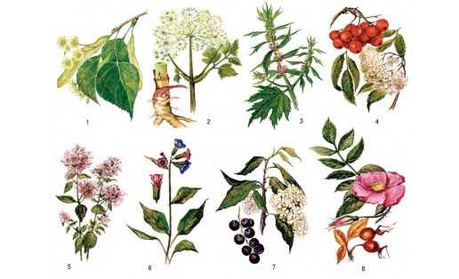 Медоносные растения: 1 — липа мелколистная (Tilia cordata); 2 — дудник лекарственный (Angelica archangelica); 3 — пустырник пятилопастный (Leonurus quinquelobatus); 4 — рябина обыкновенная (Sorbus aucuparia); 5 — душица обыкновенная (Origanum vulgare); 6 — медуница неясная (Pulmonaria obscura); 7 — черёмуха обыкновенная (Padus avium); 8 — шиповник голо‑ листный (Rosa glabrifolia) Nectariferous plants: 1 – small-leaved linden tree (Tilia cordata); 2 – Angelica medicinal (Angelica archangelica); 3 – five-bladed motherwort (Leonurus quinquelobatus); 4 – rowan (Sorbus aucuparia); 5 – Oregano (Origanum vulgare); 6 – unspotted lungwort unclear (Pulmonaria obscura); 7 – bird cherry (Padus avium); 8 – rose hips (Rosa glabrifolia)