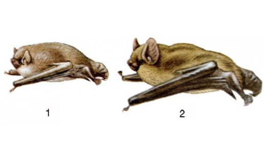 Нетопыри: 1 – нетопырь-карлик (Pipistrellus pipistrellus); 2 – нетопырь Натузиуса (Pipistrellus nathusii)