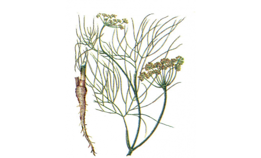 Ябай фенхель (Foeniculum vulgare)