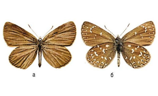 Голубянка степная (Neolycaena rhymnus): а — верхняя сторона; б — нижняя сторона