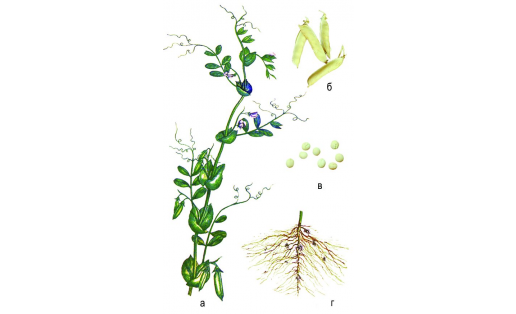 Горох посевной (Pisum sativum): а — цветущий побег; б — бобы; в — семена; г — корень Pea (Pisum sativum): a – flowering shoot; b – beans; c – seeds; d – root