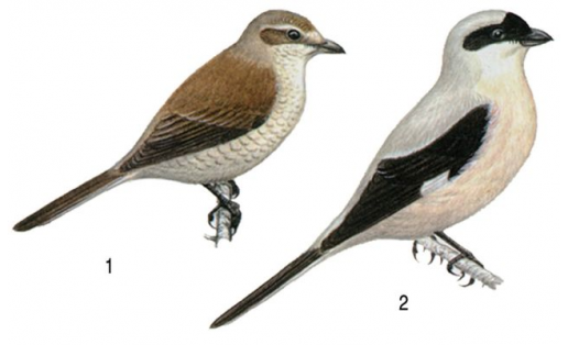 Сорокопутовые: 1 – жулан обыкновенный(Lanius collurio), самка; 2 – сорокопут чернолобый (Lanius minor)