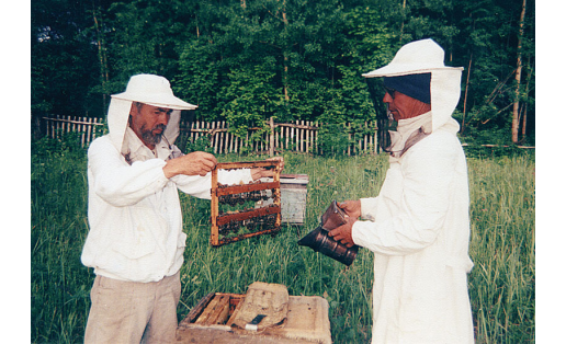 Осмотр гнезда пчелиной семьи