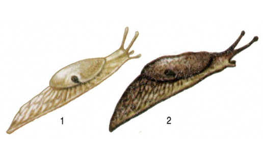 Слизни:  1 - слизень полевой (Deroceras agrestis); 2 - слизень сетчатый (Deroceras reticulatus)