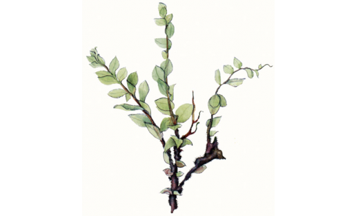 Плагиомниум густозубчатый (Plagiomnium confertidens)