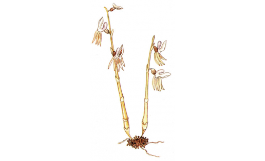 Надбородник безлистный (Epipogium aphyllum)