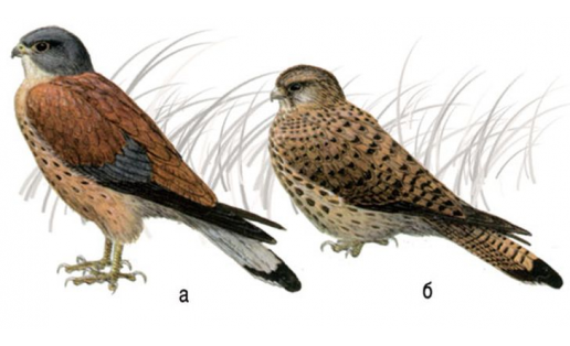 Ялан торомтайы (Falco naumanni): а — ата ҡош; б — инә ҡош