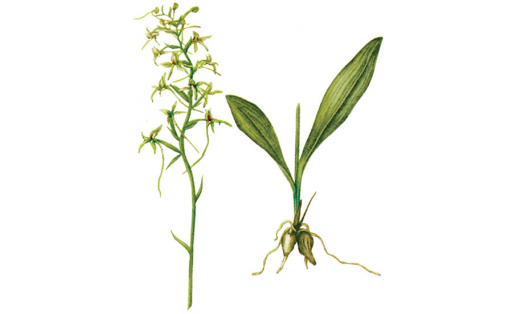 Ике япраҡлы төн миләүшәһе (Platanthera bifolia)