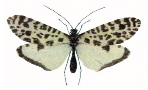 Ручейник бабочковидный (Semblis phalaenoides)
