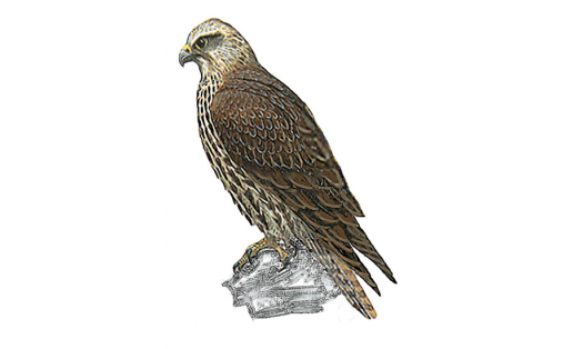 Балабан (Falco cherrug)