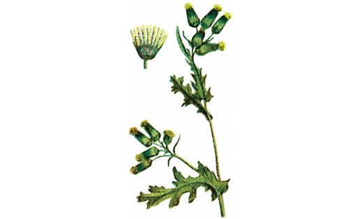 Алтын сәскә (Senecio vulgaris)