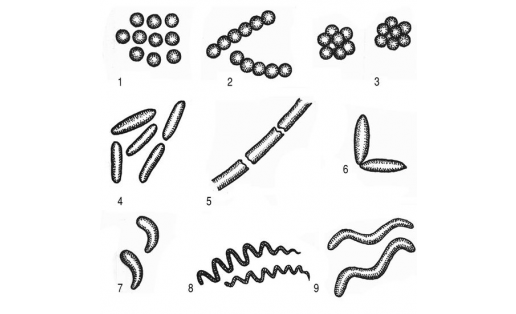 Основные формы бактериальных клеток: 1 - микрококки; 2 - стрептококки; 3 - сарцины; 4 - маленькие палочки; 5 - большиепалочки, соединённые в цепочку; 6 -палочки, расположенные под углом друг к другу; 7 - вибрионы; 8 - спирохеты; 9 - спириллы