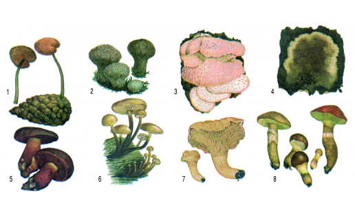 Базидиомицеты: 1 — аурискальпиум обыкновенный (Auriscalpium vulgare); 2 — дождевик настоящий (Lycoperdon perlatum); 3 — климакодон северный (Climacodon septentrionalis); 4 — кониофора шахтная (Coniophora puteana); 5 — дубовик крапчатый (Boletus erythropus