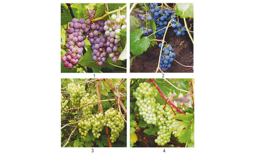 Культуралы виноград (Vitis vinifera).    Сорттары: 1 — Александр; 2 — Башкирский;    3 — Мадлен Анжевин; 4 — Юбилейный