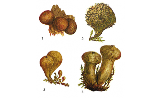 Дождевики: 1 — дождевик грушевидный (Lycoperdon pyriforme); 2 — дождевик ежевидно-колючий (Lycoperdon echinatum); 3 — дождевик маленький (Lycoperdon pusillum); 4 — дождевик мшистый (Lycoperdon muscorum)