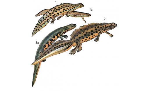 Тритоны: 1 — тритон обыкновенный (Lissotriton vulgaris), самец, 1а — то же, самка; 2 — тритон гребенчатый (Triturus cristatus), самец, 2а — то же, самка