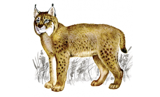Рысь (Felis lynx)
