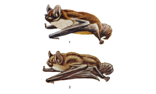 Кожаны: 1 – кожан поздний (Eptesicus serotinus); 2 – кожан северный (Eptesicus nilssoni)