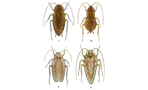 Таракановые: 1 — таракан чёрный (Blatta orientalis), самец, 1а — то же, самка; 2 — таракан рыжий (Blattella germanica); 3 — таракан лапландский (Ectobius lapponicus)
