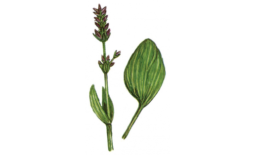Сверция тупая (Swertia obtusa)