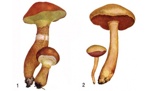 Маслята: 1 — маслёнок лиственничный (Suillusgrevillei); 2 — маслёнок перечный (Suilluspiperatus)