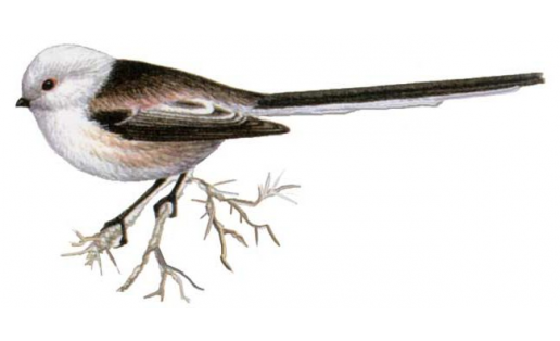 Длиннохвостая синица (Aegithalos caudatus)