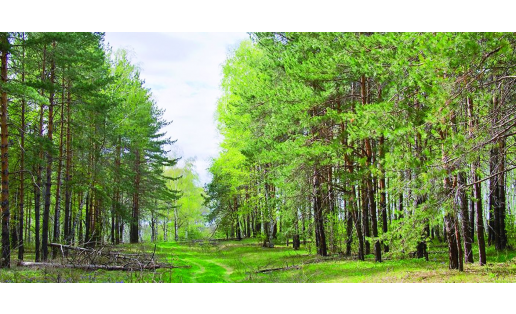 Бунинский лес The Forest Buninsky