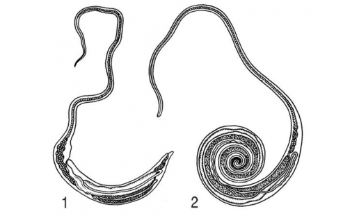 Власоглав человеческий (Trichocephalus trichiurus): 1 – самка; 2 – самец