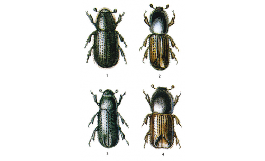 Короеды: 1 – большой еловый лубоед (Dendroctonus micans); 2 – короед шестизубчатый (Ips sexdentatus); 3 – большой лесной садовник (Blastophagus piniperda); 4 – короед-типограф (Ips typographus)