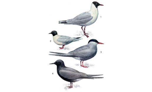 Чайковые:  1 — чайка озёрная (Larus ridibundus); 2 — чайка малая (Larus minutus); 3 — крачка белощёкая (Chlidonias hybrida); 4 — крачка чёрная (Chlidonias niger)