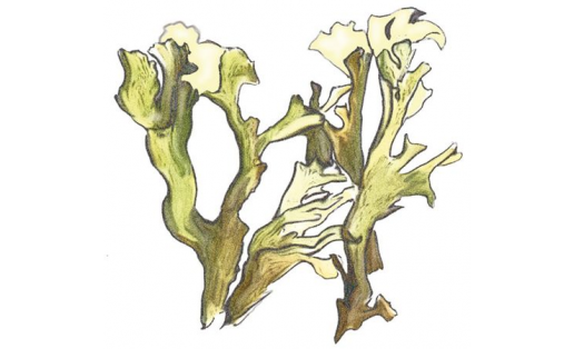 Кладония листоватая (Cladonia foliacea)