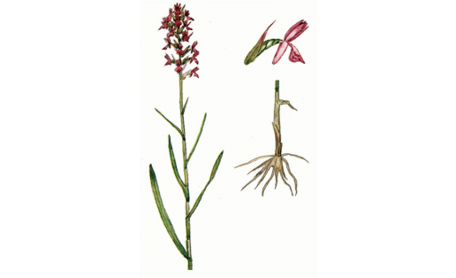Руссов бармаҡтамыры (Dactylorhiza russovii)