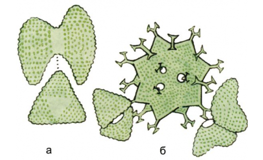 Космоаструм точечный (Cosmoastrum punctulatum): а — водоросль; б — зигоспора с образовавшимися водорослями