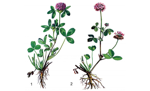 Клевер:  1 — болон, ҡыҙыл (Trifolium pratense);  2 — гибрид, алһыу (Trifolium hybridum)