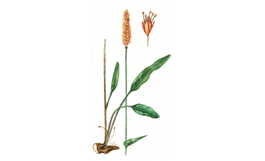 Ирәмәл ҡымыҙлығы (Polygonum viviparum)