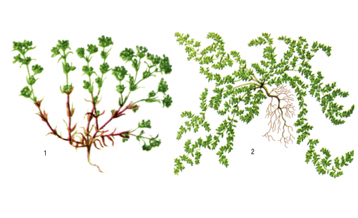 Кимерсәк сәскә һымаҡтар: 1 — бер йыллыҡ диуала (Scleranthus annuus); 2 — бүҫер үләне (Herniaria glabra)