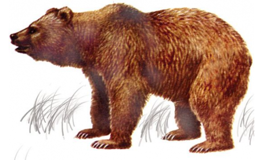 Медведь бурый (Ursus arctos)