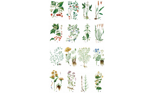 Дарыу үҫемлектәре: 1 – ҡан‑ҡыҙыл энәлек (Crataegus sanguinea); 2 – ҡыҙыл көртмәле (Vaccinium vitis-idaea); 3 – өс япраҡлы бәхтә (Menyanthes trifoliata); 4 – йылан тамыры (Polygonum bistorta); 5 – ябай балан (Viburnum opulus); 6 – ҡара көртмәле (Vaccinium