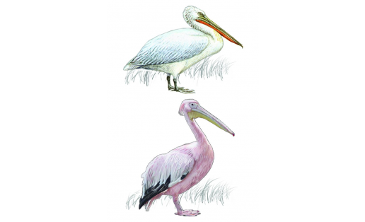 Пеликаны: 1 — пеликан кудрявый (Pelecanus crispus); 2 — пеликан розовый (Pelecanus onocrotalus) Pelicans: 1 – Dalmatian pelican (Pelecanus crispus); 2 – pink pelican (Pelecanus onocrotalus