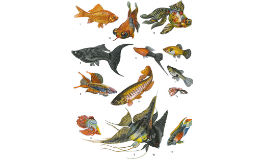 Аквариумные рыбы: 1 — золотая рыбка (Carassius auratus), 1а — то же, форма небесное око, 1б — то же, форма пёстрый телескоп; 2 — моллиенезия лира (Molliеnesia lyra); 3 — меченосец (Xiphophorus helleri); 4 — платипецилия (Xiphophorus maculatus); 5 — афиосе