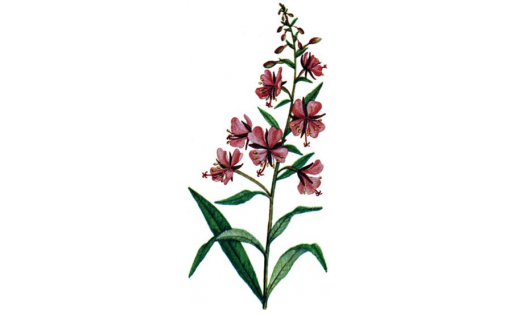 Иван-чай узколистный (Chamerion agustifolium)